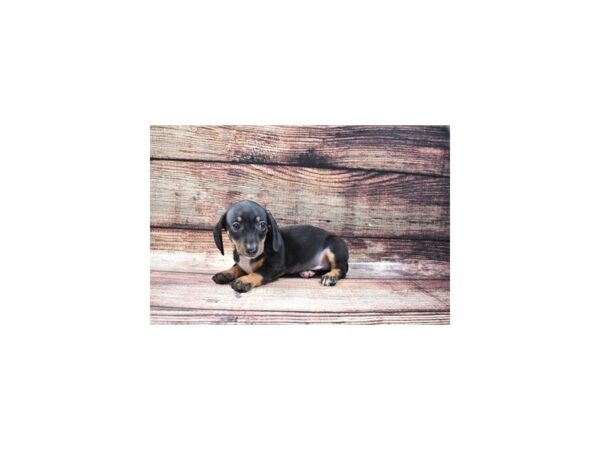 Dachshund DOG Male Black and Tan 2877 Petland Knoxville, Tennessee
