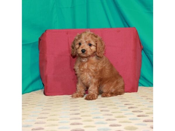 Poodle/Cavalier King DOG Female Red 2883 Petland Knoxville, Tennessee