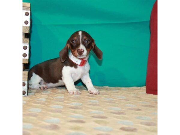 Dachshund-DOG-Female-Chocolate / Tan-2884-Petland Knoxville, Tennessee