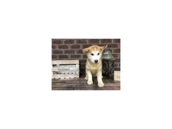 Siberian Husky-DOG-Male-Red White-2885-Petland Knoxville, Tennessee