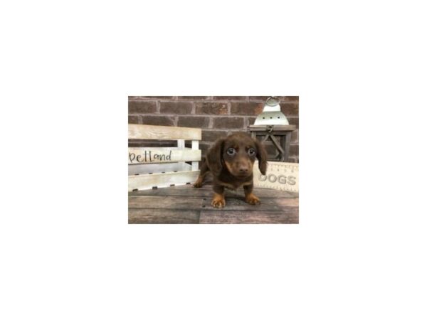 Dachshund DOG Male Chocolate 2880 Petland Knoxville, Tennessee