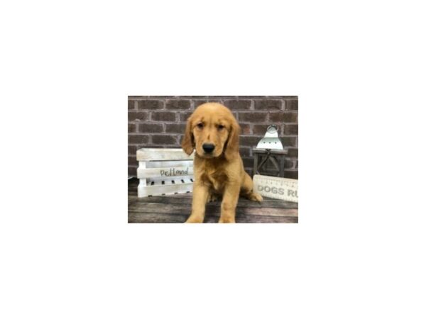 Golden Retriever-DOG-Male-Golden-2886-Petland Knoxville, Tennessee