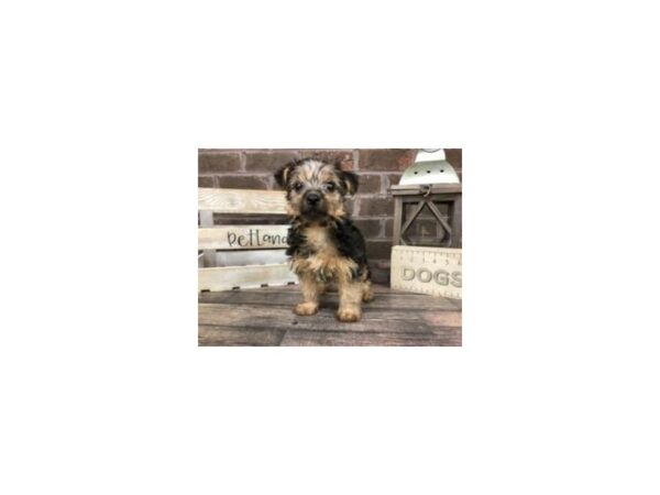 Yorkshire Terrier-DOG-Male-BLK TAN-2891-Petland Knoxville, Tennessee