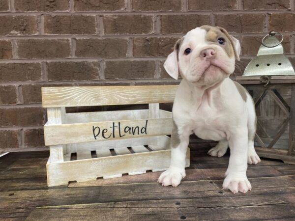 Old English Bulldog DOG Male BLUE TRI 2895 Petland Knoxville, Tennessee