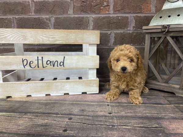 Poodle-DOG-Female-RED-2898-Petland Knoxville, Tennessee