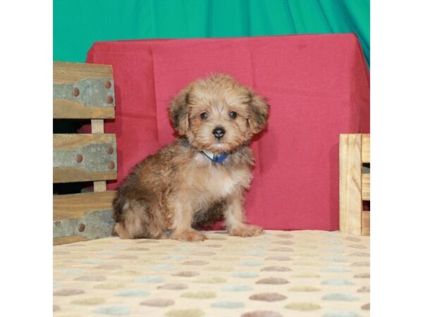 Poodle/Silky Terrier DOG Male Gold 2900 Petland Knoxville, Tennessee
