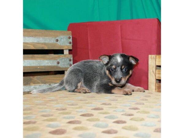 Unregistered Heeler DOG Female Blue 2901 Petland Knoxville, Tennessee