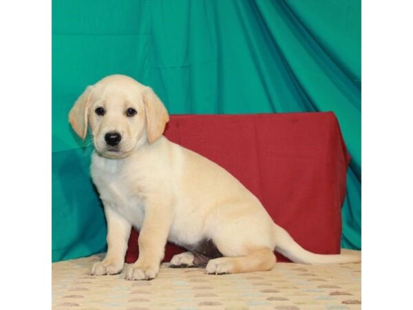 Labrador Retriever-DOG-Male-Yellow-2903-Petland Knoxville, Tennessee