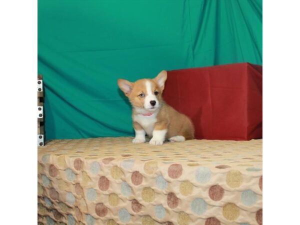 Pembroke Welsh Corgi-DOG-Male-Red / White-2906-Petland Knoxville, Tennessee