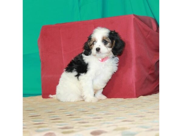 Poodle/Cavalier King-DOG-Male-White Black / Tan-2907-Petland Knoxville, Tennessee