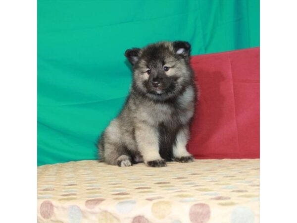 Keeshond-DOG-Female-Silver / Black-2908-Petland Knoxville, Tennessee