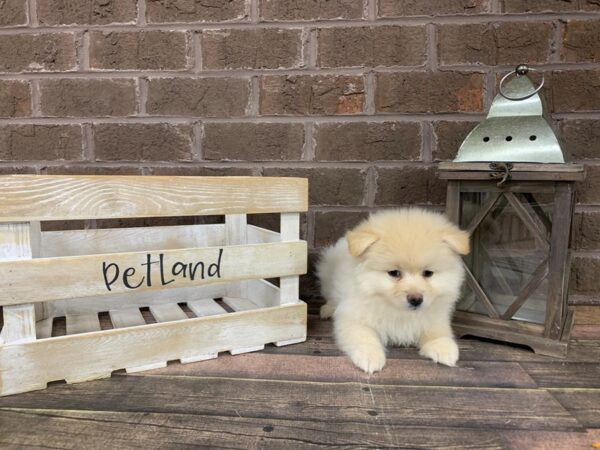Pomeranian-DOG-Male-Cream-2917-Petland Knoxville, Tennessee