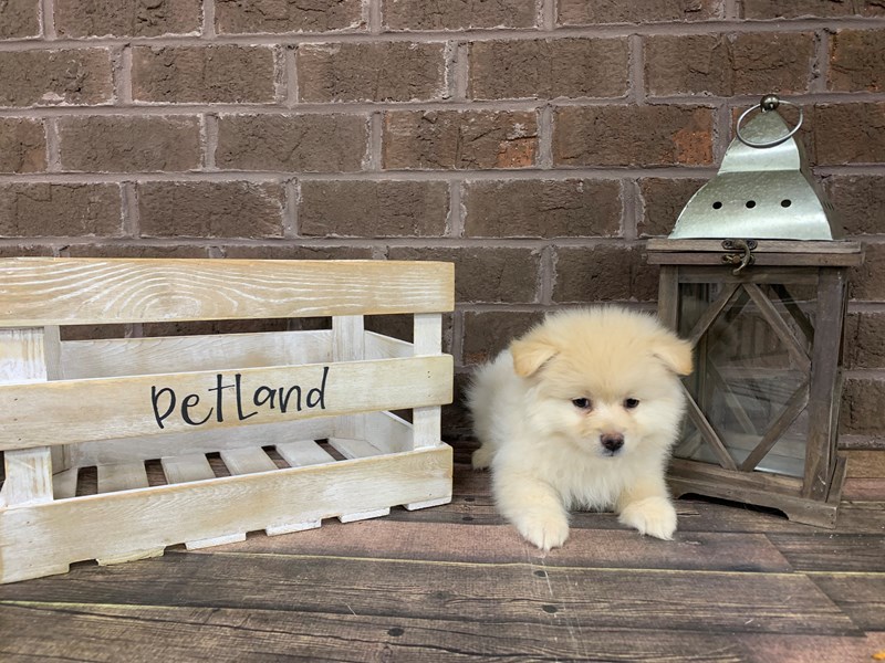 Pomeranian Puppy Cream ID:2917 Located at Petland Knoxville, Tennessee