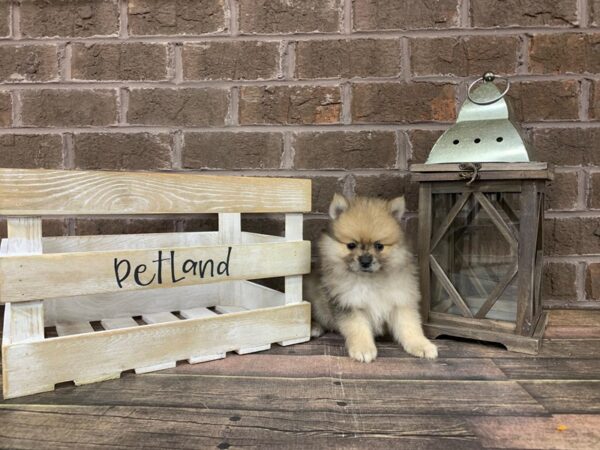 Pomeranian-DOG-Female-red sable-2912-Petland Knoxville, Tennessee