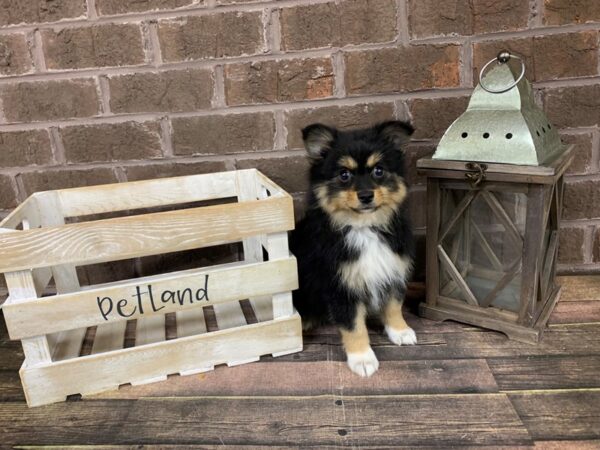Pomeranian-DOG-Female-Blk-2914-Petland Knoxville, Tennessee