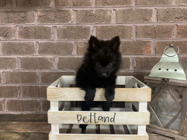 Pomeranian-DOG-Male-black-2916-Petland Knoxville, Tennessee