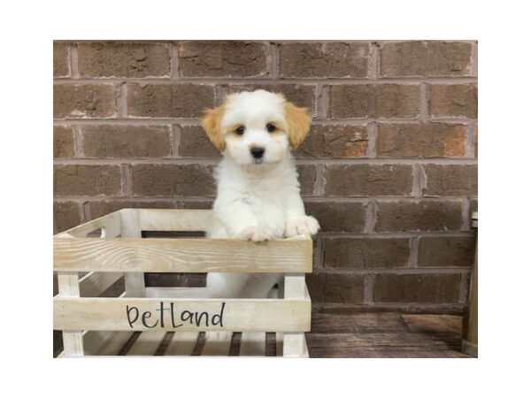 Zuchon-DOG-Female-tan/wht-2904-Petland Knoxville, Tennessee