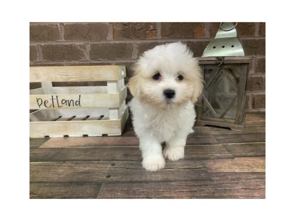 Zuchon DOG Female tan/wht 2905 Petland Knoxville, Tennessee