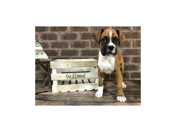 Boxer-DOG-Male-Brindle-2923-Petland Knoxville, Tennessee