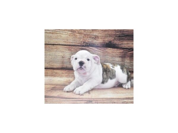 English Bulldog-DOG-Male-Red Brindle and White-2933-Petland Knoxville, Tennessee