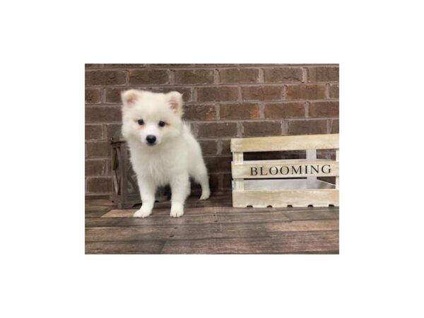 American Eskimo Dog-DOG-Male-White-2925-Petland Knoxville, Tennessee