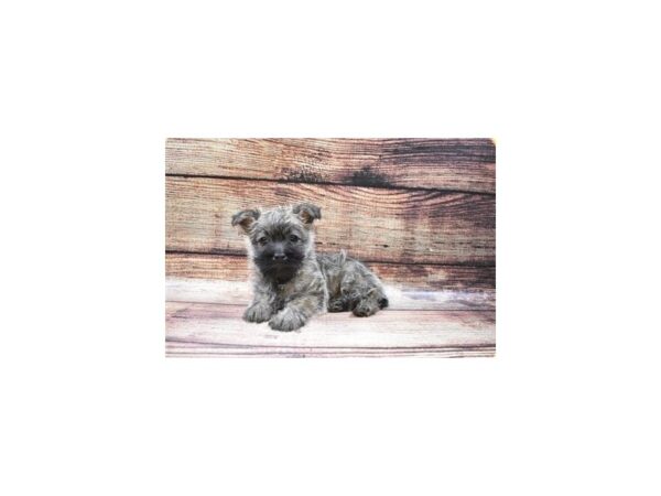 Cairn Terrier-DOG-Female-Silver Brindle-2952-Petland Knoxville, Tennessee