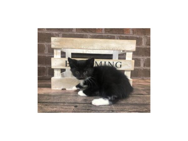 Domestic Kitten CAT Male Black and White 2937 Petland Knoxville, Tennessee