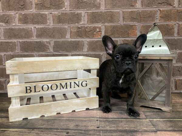 French Bulldog-DOG-Male-Black-2947-Petland Knoxville, Tennessee