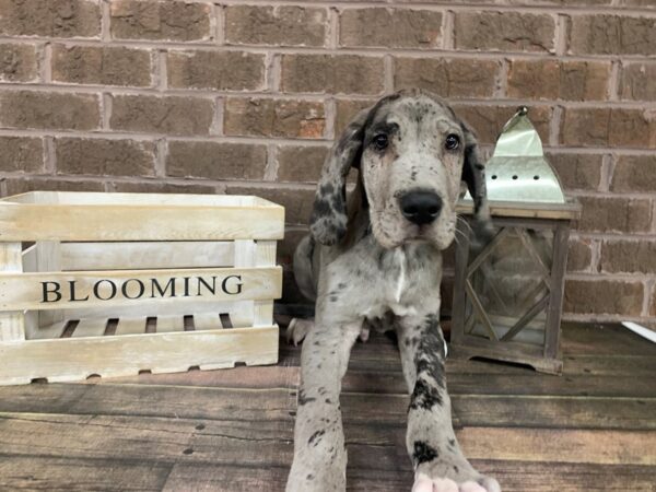 Great Dane-DOG-Male-Merlequin-2934-Petland Knoxville, Tennessee