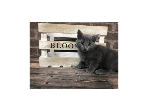 Domestic Kitten-CAT-Male-grey-2936-Petland Knoxville, Tennessee