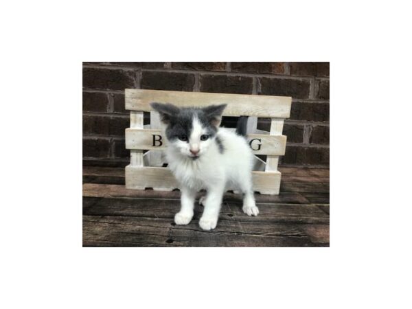Domestic Kitten-CAT-Male-Grey and White-2938-Petland Knoxville, Tennessee