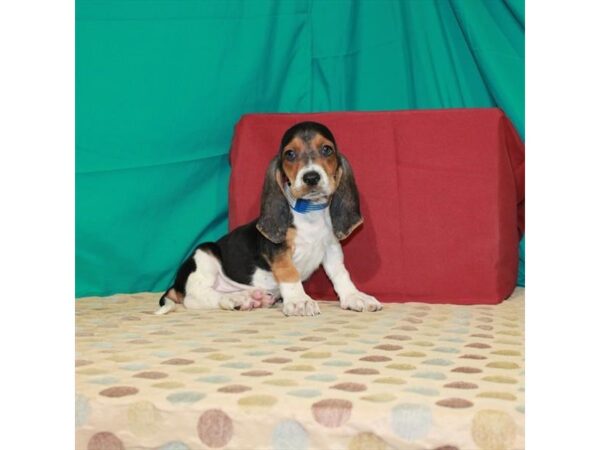 Basset Hound-DOG-Male-Black White / Tan-2950-Petland Knoxville, Tennessee