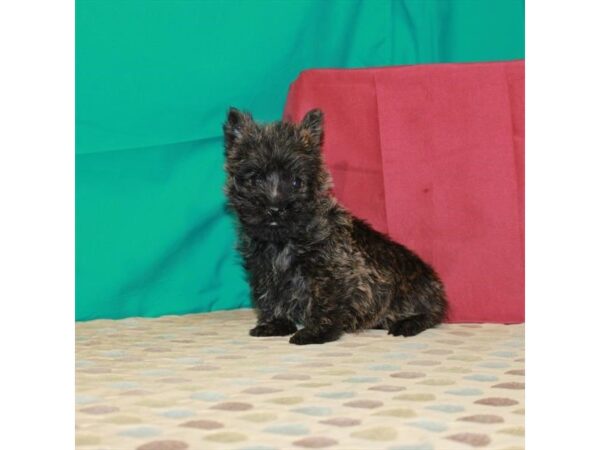 Cairn Terrier-DOG-Male-Wheaten-2951-Petland Knoxville, Tennessee