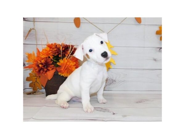 Jack Russell Terrier-DOG-Male-White / Red-2954-Petland Knoxville, Tennessee