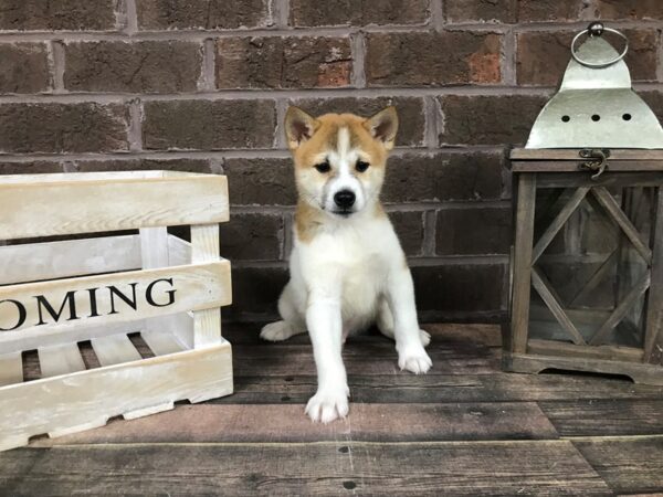 Shiba Inu-DOG-Male-Red Sesame-2949-Petland Knoxville, Tennessee