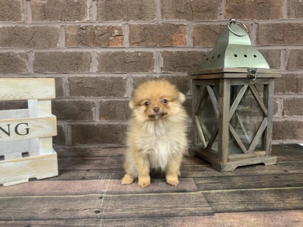 Pomeranian-DOG-Female-Sable-2965-Petland Knoxville, Tennessee