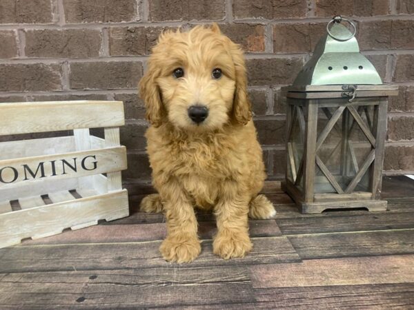 F2 MINI GOLDENDOODLE DOG Male Red 2958 Petland Knoxville, Tennessee