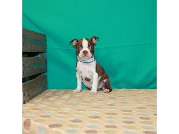Boston Terrier-DOG-Female-Seal-2969-Petland Knoxville, Tennessee