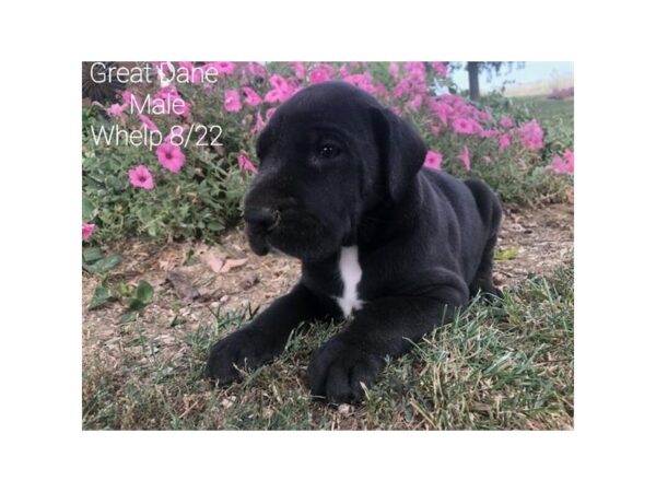Great Dane-DOG-Male-Black / White-2974-Petland Knoxville, Tennessee
