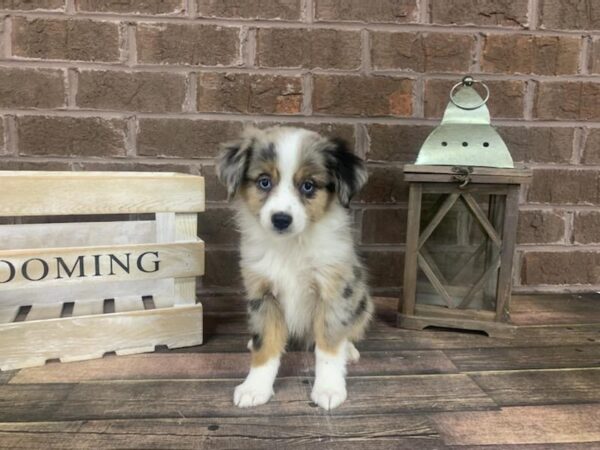 Toy Aussie-DOG-Male-blue merle-2971-Petland Knoxville, Tennessee
