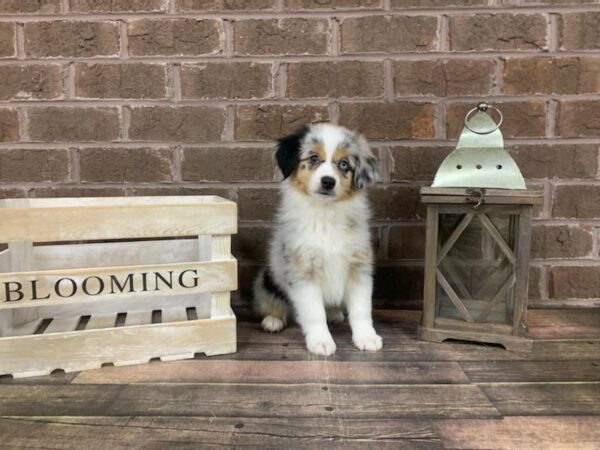 Toy Aussie-DOG-Male-blue merle-2972-Petland Knoxville, Tennessee