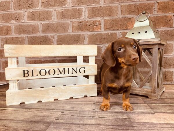 Dachshund-DOG-Female-Chocolate / Tan-2968-Petland Knoxville, Tennessee