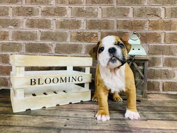 English Bulldog-DOG-Male-red & wht-2980-Petland Knoxville, Tennessee