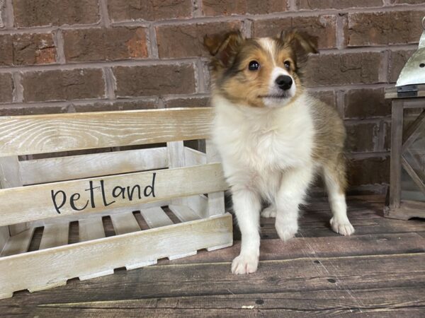Shetland Sheepdog-DOG-Male-Sable White-2983-Petland Knoxville, Tennessee