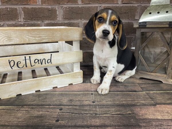 Beagle-DOG-Male-Tri-2991-Petland Knoxville, Tennessee