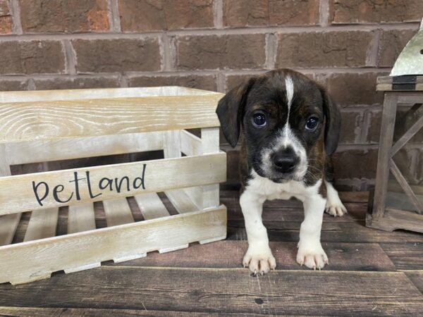 Boglen Terrier DOG Female Brindle 2989 Petland Knoxville, Tennessee