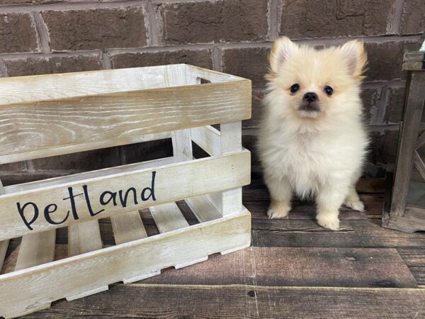 Pomeranian-DOG-Male-Cream-2992-Petland Knoxville, Tennessee