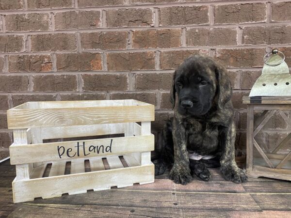 English Mastiff-DOG-Male-Brindle-2993-Petland Knoxville, Tennessee