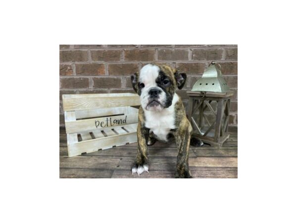 English Bulldog-DOG-Female-Brindle and White-2932-Petland Knoxville, Tennessee