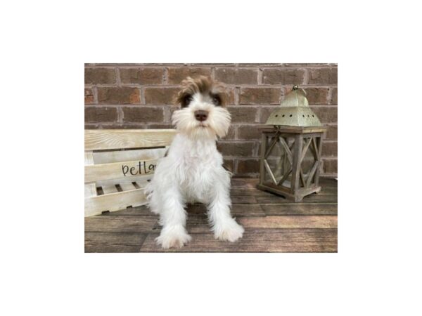 Miniature Schnauzer DOG Male LIVER WHITE 2975 Petland Knoxville, Tennessee